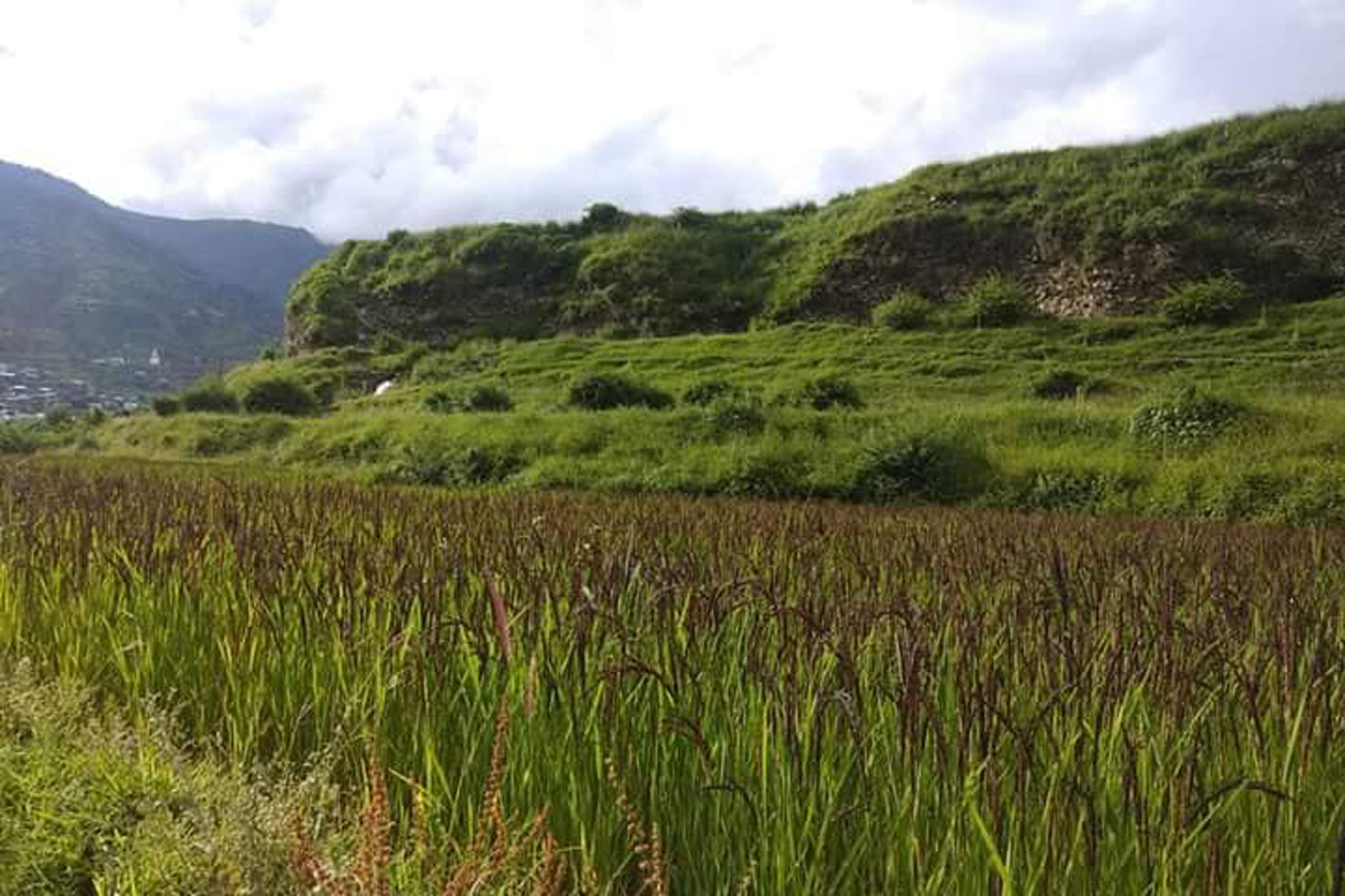 मार्सी धानमा ‘ब्लाष्ट’ रोगको सङ्क्रमण